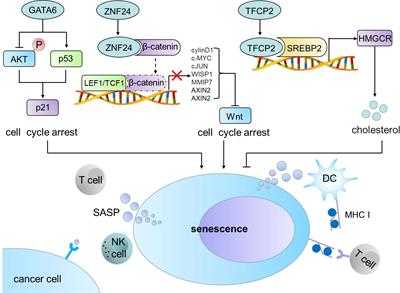 Editorial: Induced cell senescence as a therapeutic strategy for cancer treatment